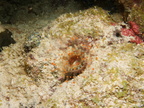 081 Orange Ball Coralliimorph IMG_7792
