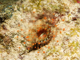 082 Orange Ball Coralliimorph IMG_7793