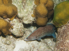 084 Greater Soapfish IMG_7797