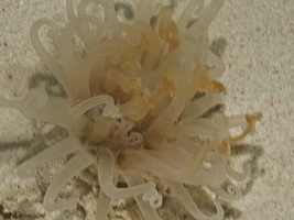 087 Tube-Dwelling Anemone IMG_7803