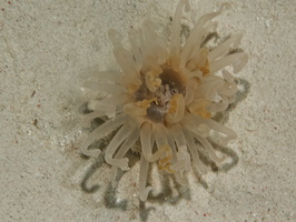 088 Tube-Dwelling Anemone IMG_7804