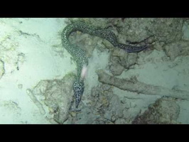 Hunting Spotted Moray Eel