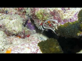 Juvenile Spotted Drumfish