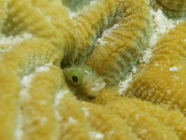 001 Secretary Blenny with Macro IMG_7809