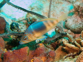 002 Barred Hamlet IMG_7814