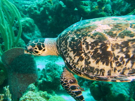 007 Hawksbill Sea Turtle IMG_7826