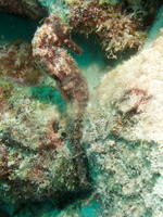 009 Longsnout Seahorse IMG_7833