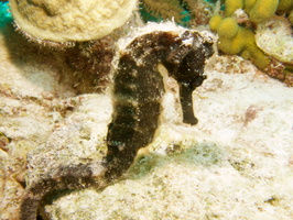 010 Longsnout Seahorse IMG_7838