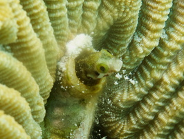 011 Secretary Blenny with Macro IMG_7839