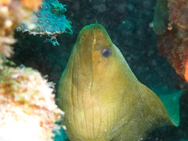 014 Green Moray IMG_7853