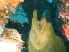 015 Green Moray IMG_7856