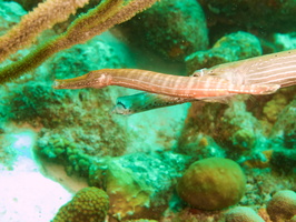 016 Trumpetfish photo bombed by another Trumpetfish IMG_7858