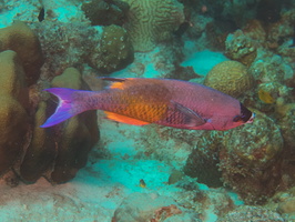 017 Creole Wrasse IMG_7860