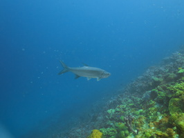 019 Tarpin IMG_7868