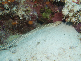 026 Snake Eel IMG_7885