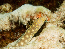 027 Snake Eel IMG_7887