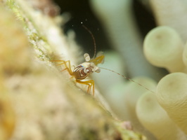 028 Squat Anemone Shrimp with Macro IMG_7889