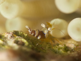 029 Squat Anemone Shrimp with Macro IMG_7893