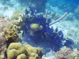 030 Blue Tangs IMG_7900