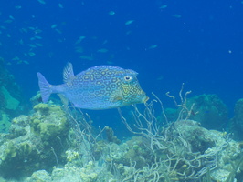 033 Honeycomb Cowfish IMG_7907