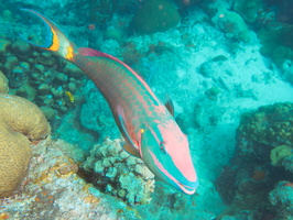 036 Stoplight Parrotfish Terminal Phase IMG_7912