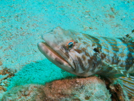 037 Sand Diver IMG_7913