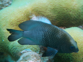 038 Longfin Damselfish IMG_7917