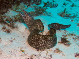 012 Spotted Moray IMG_7952