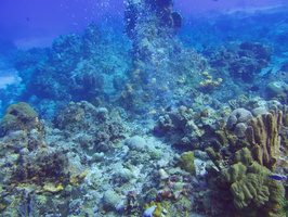 016 Divers in the reef  IMG_7961