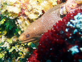 022 Goldentail Moray IMG_7972