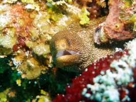 023 Goldentail Moray IIMG_7974