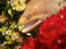 024 Goldentail Moray IIMG_7975