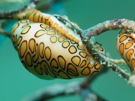 025 Flamingo Tongue IMG_7982