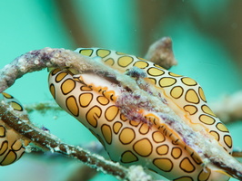 026 Flamingo Tongue IMG_7983