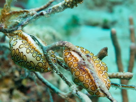 027 Flamingo Tongue IMG_7986