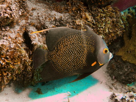 032 Young French Angelfish IMG_7999