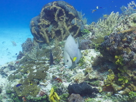 035 Gray Angelfish IMG_8002