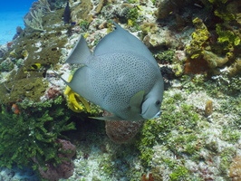 036 Gray Angelfish IMG_8003