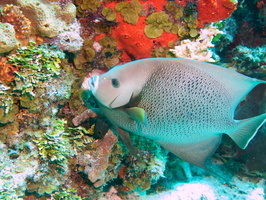 037 Gray Angelfish IMG_8004