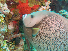 038 Gray Angelfish IMG_8005