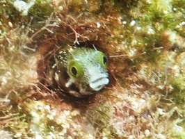 039 Secretary Blenny IMG_8010