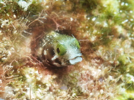 040 Secretary Blenny IMG_8011