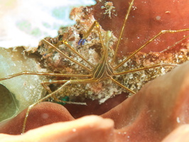 044 Yellowline Arrow Crab IMG_8025