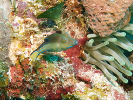 045 Sharpnose Puffer IMG_8028