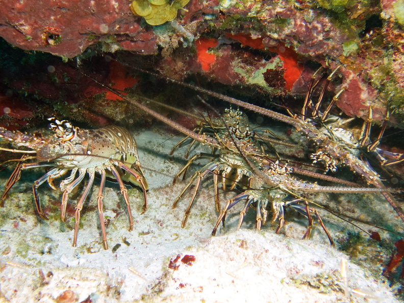 049 Pack of Spiny Lobsters IMG_8036.jpg