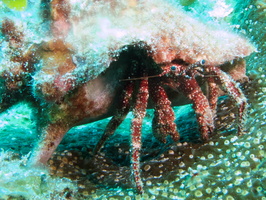051 Red Banded Hermit Crab IMG_8039