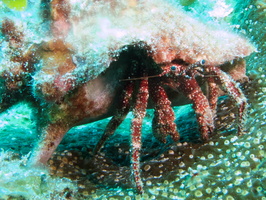 051 Red Banded Hermit Crab IMG_8039