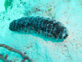 059 Donkey Dung Sea Cucumber IMG_8058