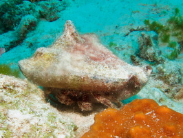 060 Red Banded Hermit Crab IMG_8059