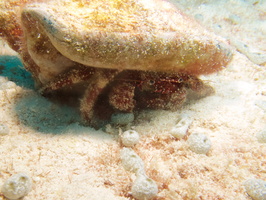 061 Red Banded Hermit Crab IMG_8060